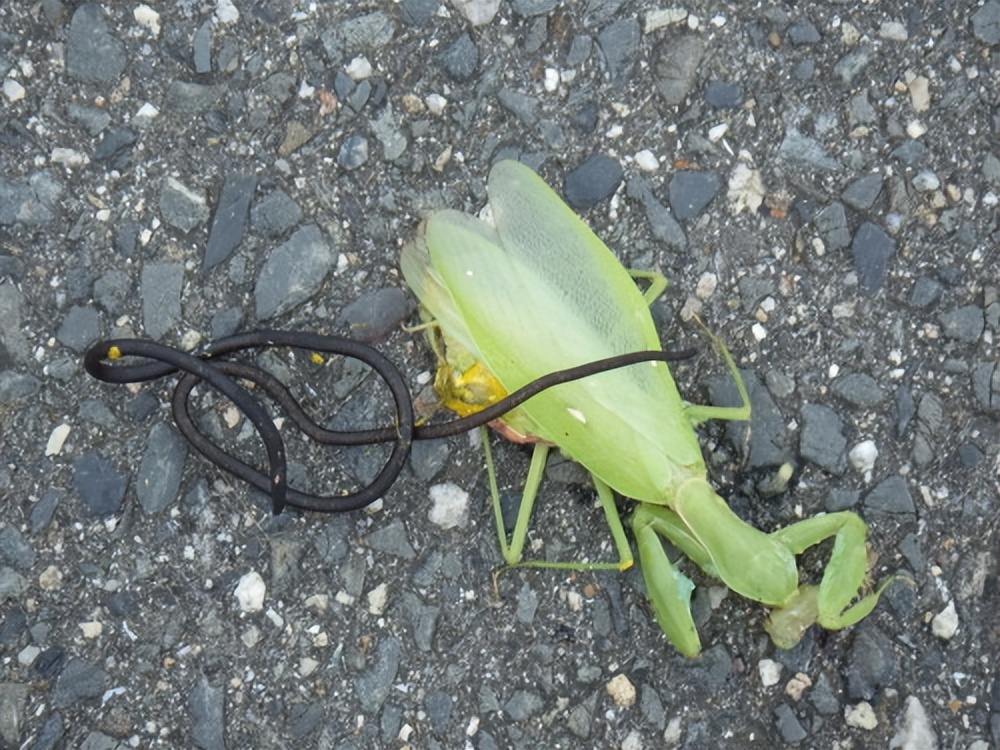 控制螳螂跳水自杀，寄生恶魔铁线虫，是怎么进入宿主身体？