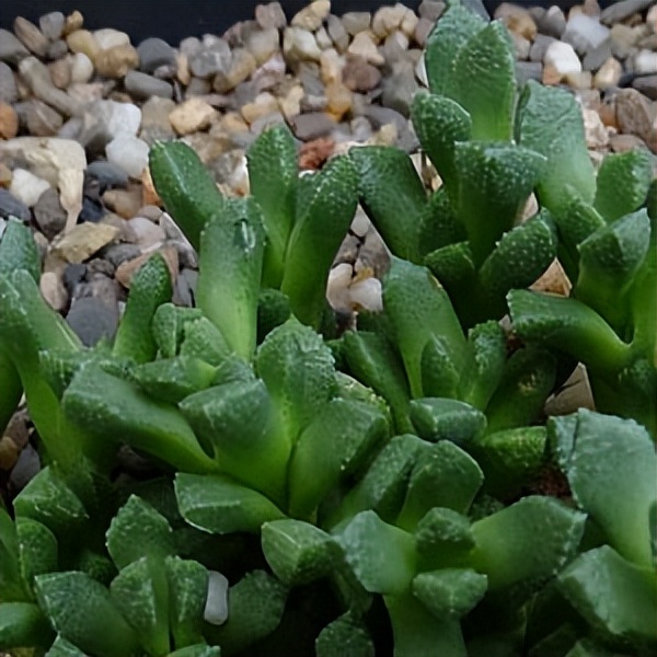 102个大类近500个多肉植物图片，都极其美丽，建议在家中也养一盆