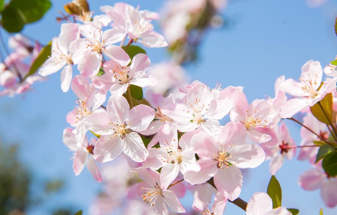 春天的花朝河湾，满屏都是花花花花