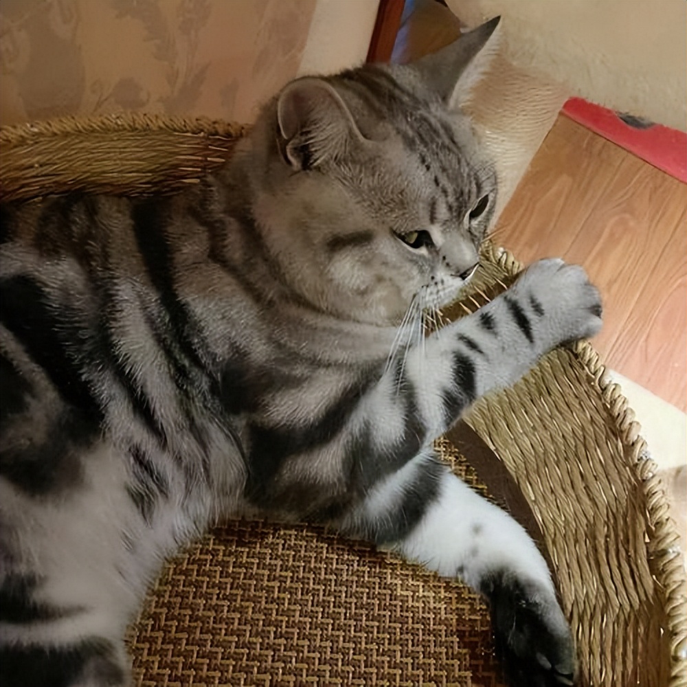 美短猫买一只大概多少钱,美短猫400元能买吗