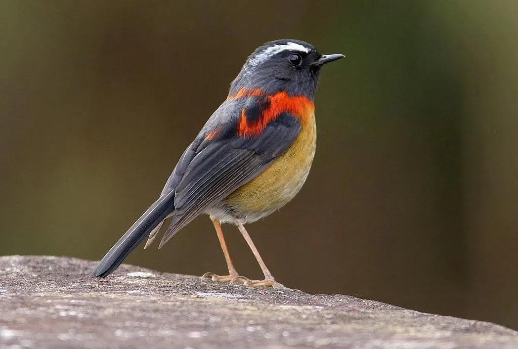 避暑胜地有山有水有树林,大别山避暑胜地有哪些