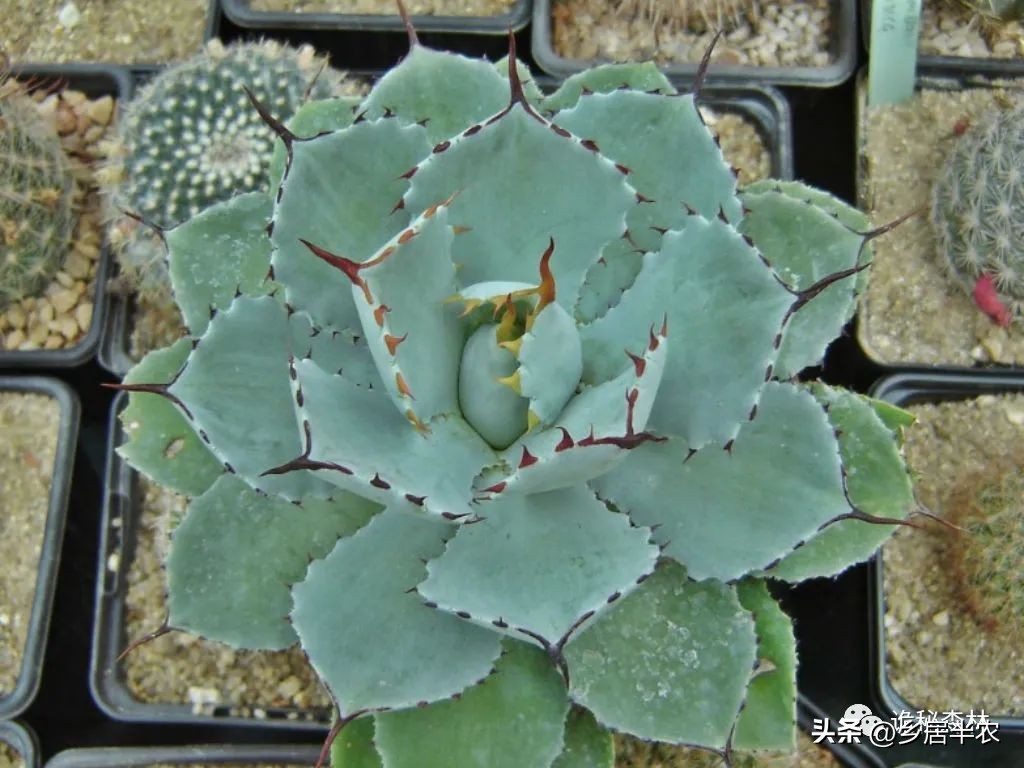 龙舌兰难养的品种,金边龙舌兰品种大全