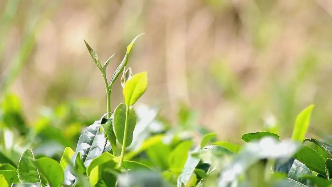 白茶书籍林振传,林振传白茶传承人