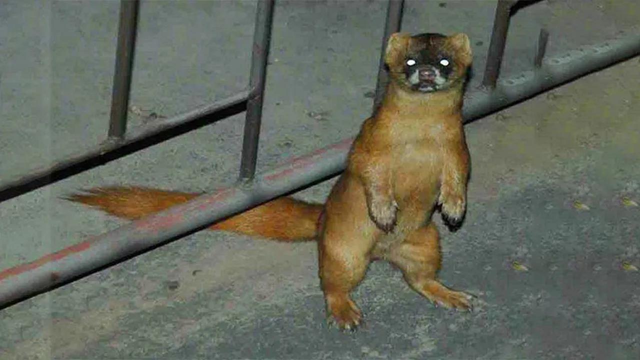 偷吃鸡的黄鼠狼也是保护动物吗,黄鼠狼是被保护的野生动物吗