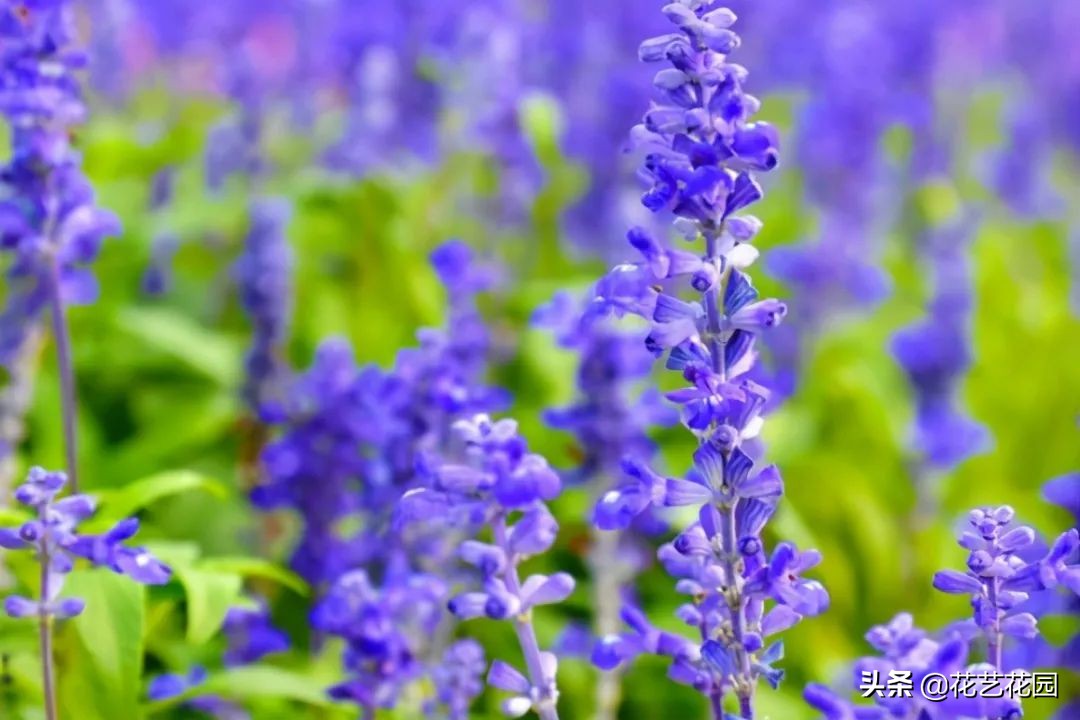 什么花有驱蚊效果适合家里养,驱蚊虫的花适合在室内养的
