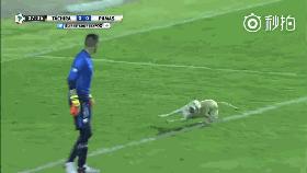 小狗进足球场扑球,狗子闯进足球场带球过人成功射门