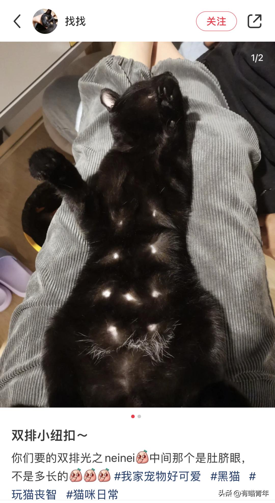 猫拉粑粑拉不出来不吃东西,猫老是叫还到处拉尿怎么办