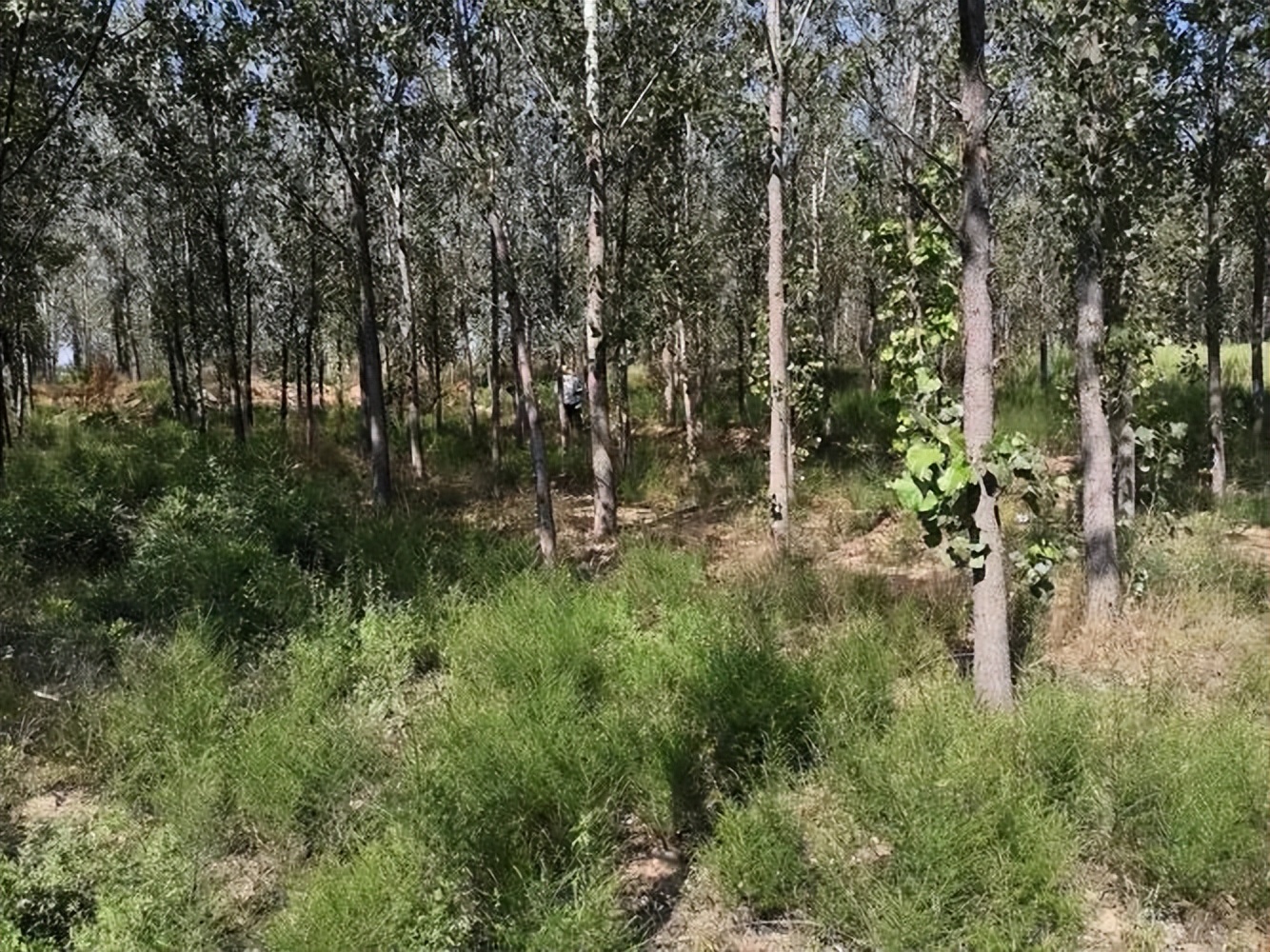 农村坟头俗语,坟前俗语