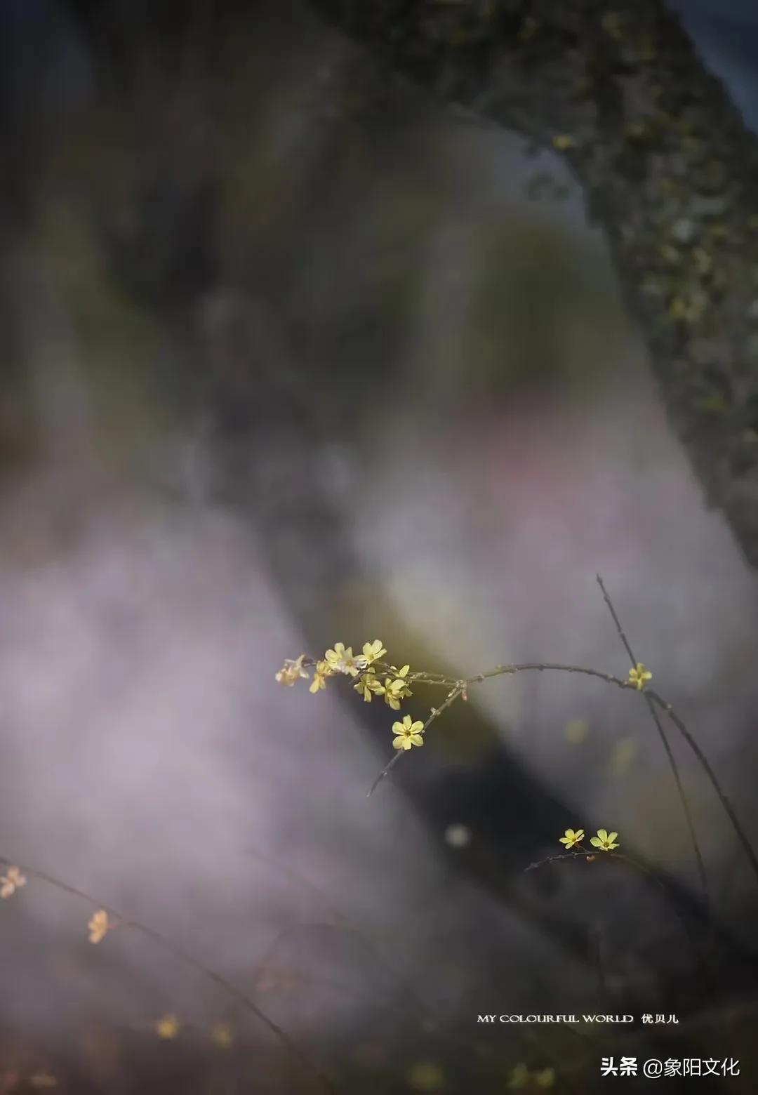 诗词/摄影鉴赏：《不负良人》《迎春花2022》《蓝海芳影》「249」