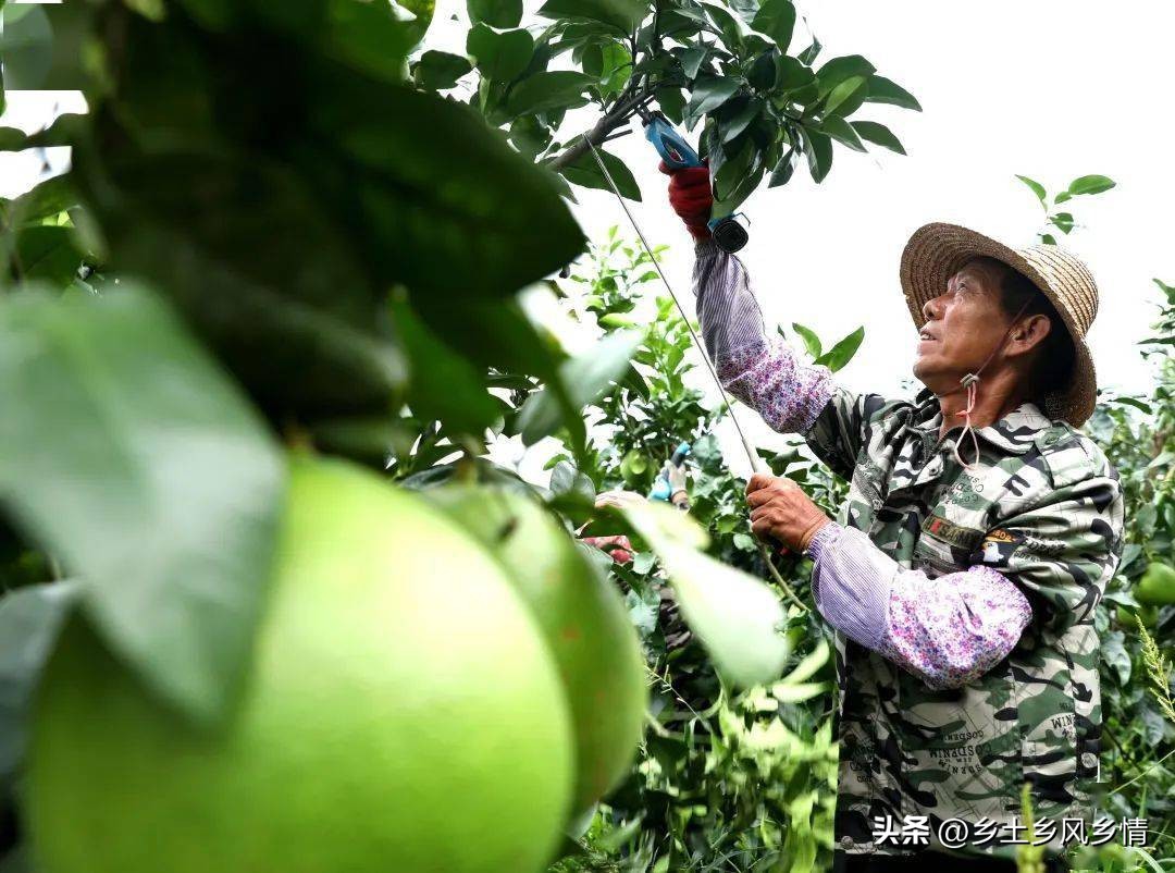 创业失败想回农村创业,回农村创业新方法有哪些