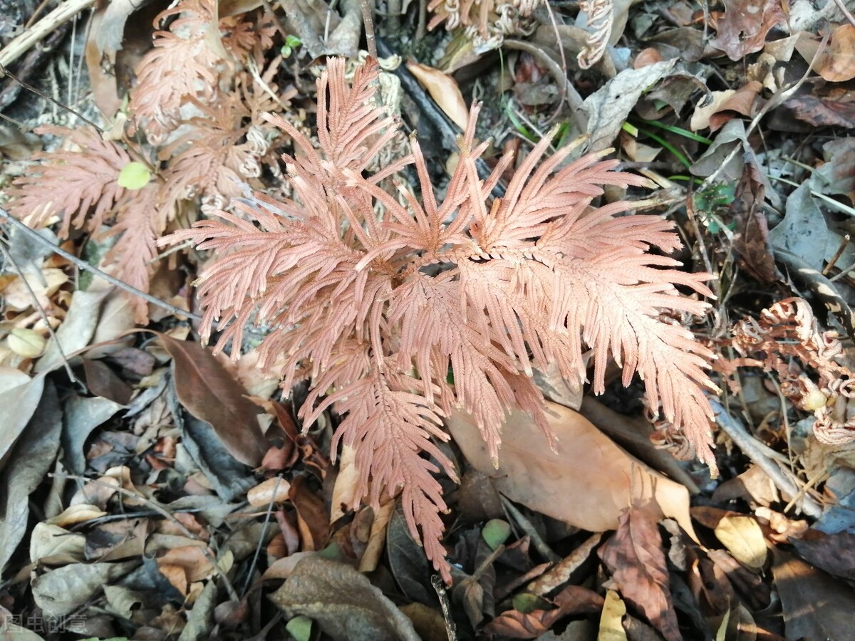 女子闭经怎么调理,女士闭经怎么调理