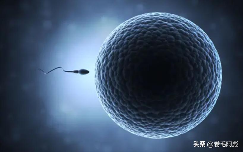 两亿精子和卵细胞,最优秀的精子才会和卵子结合吗