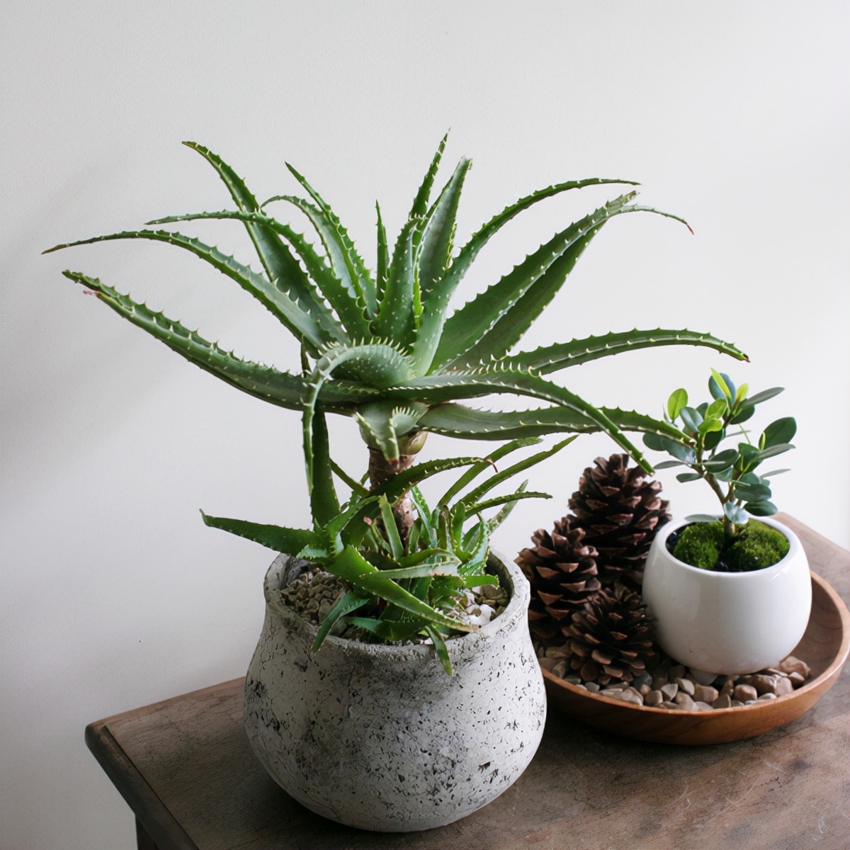 喜欢养花的人更养人,喜欢养花的能不能养猫