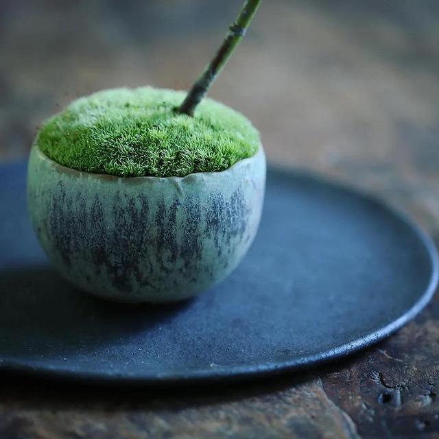 为什么苔藓养不活,苔藓为何养不活