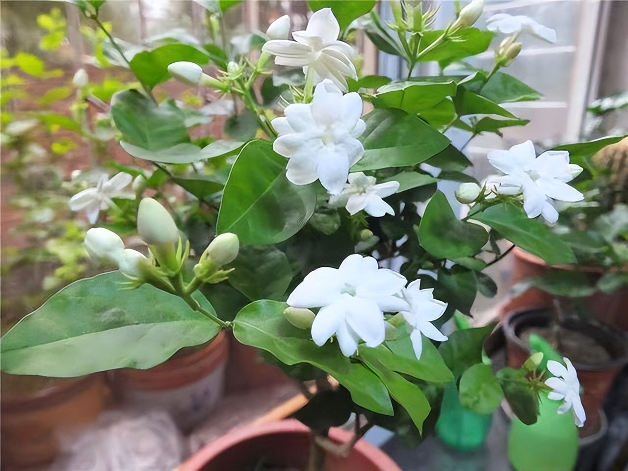 封闭阳台不怕夏天暴晒的植物,适合阳台高温暴晒的植物