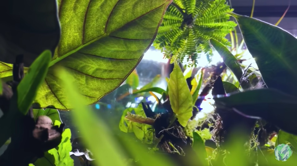 美国小哥在卧室建出一缸热带雨林，食物链环环相扣，太强了