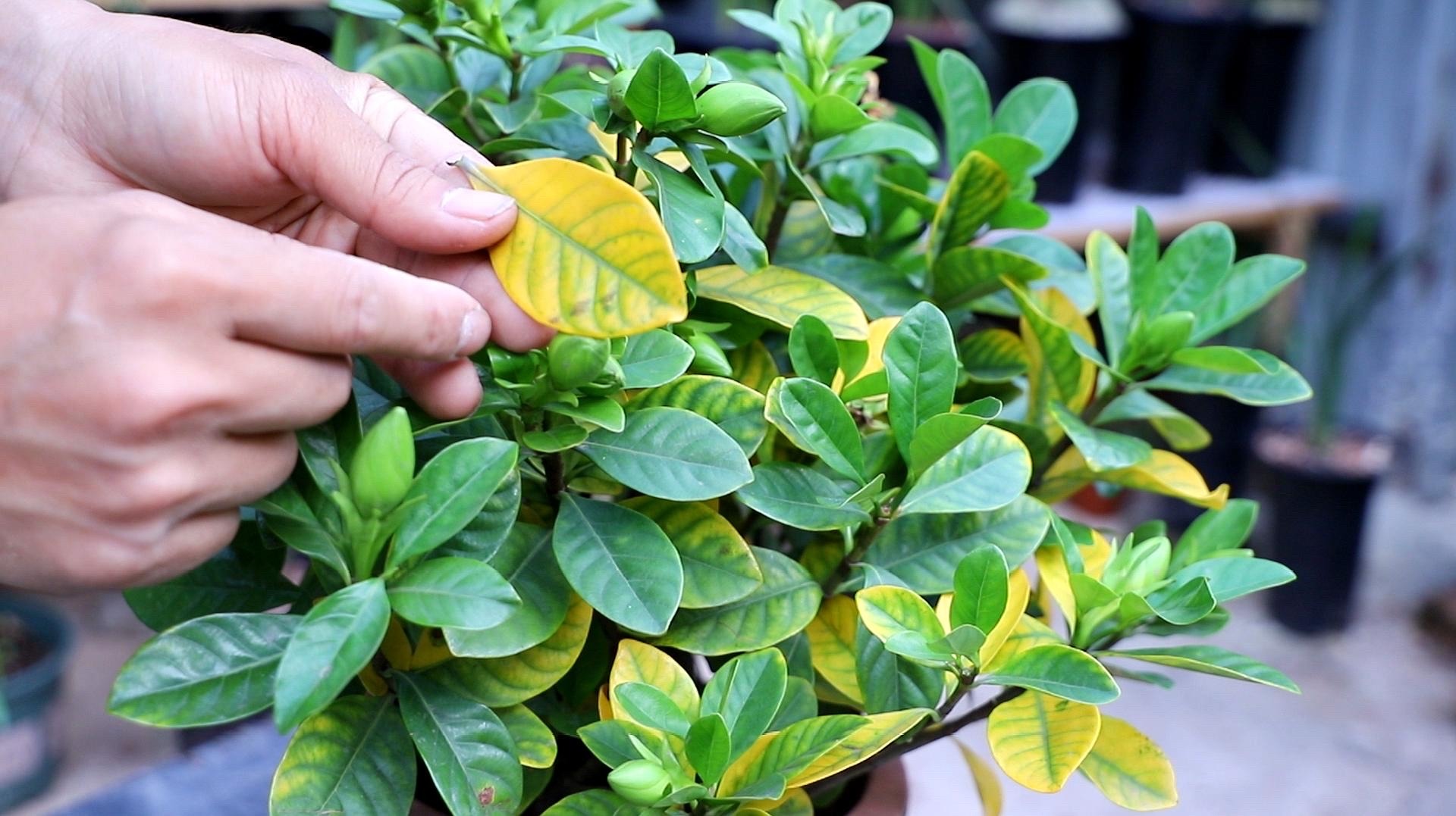 盆栽叶子发黄怎么解决,小盆栽叶子发黄处理方法