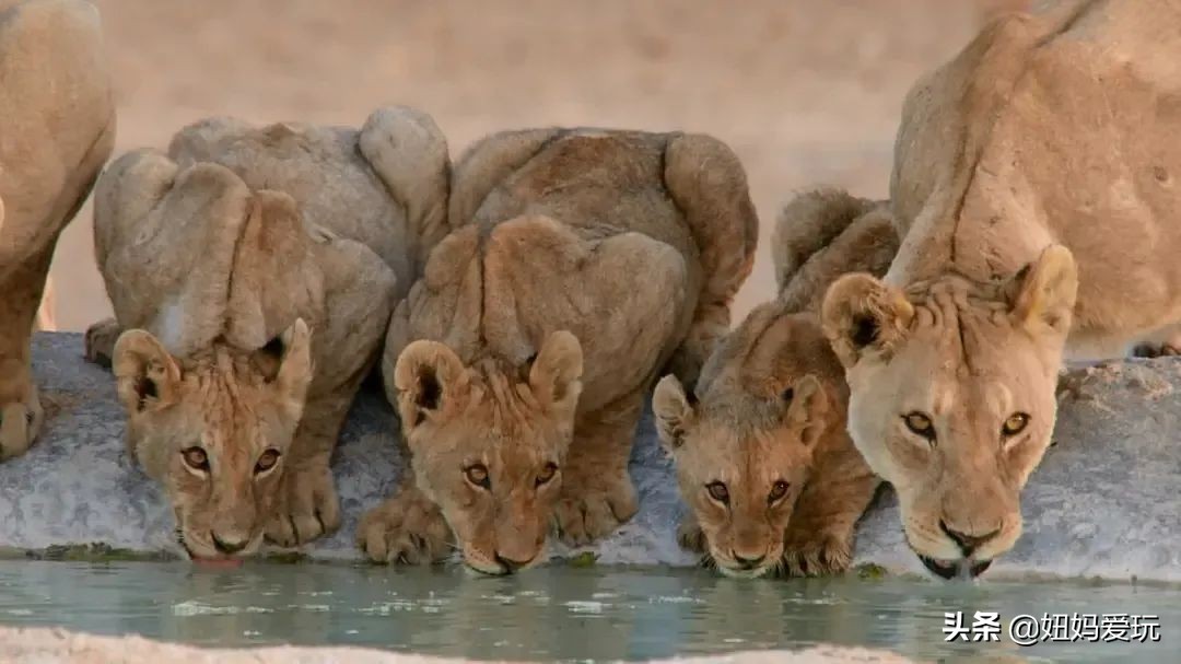 这几部口碑爆棚的宝藏纪录片,国庆孩子必看的8部神级纪录片