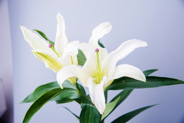 情人节来源基督教,白色情人节来源