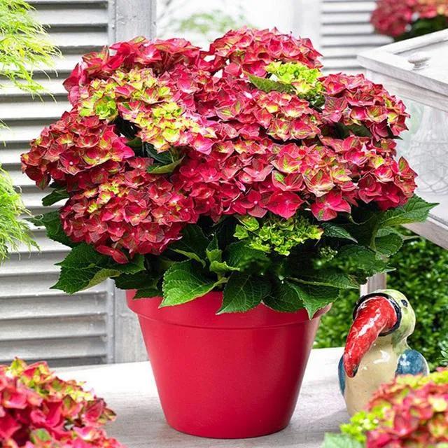 夏日里的浪漫少不了一束绣球花,仙气十足的绣球花美到爆炸