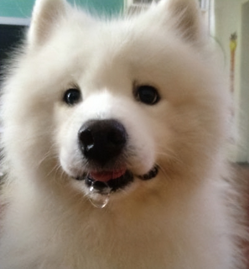 猫得了狂犬病一定会表现出症状吗,狂犬病初期症状一般在被咬几天后