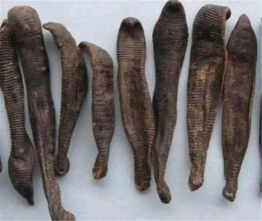 蚂蟥如果没有吸血会死亡吗,蚂蟥被吸血