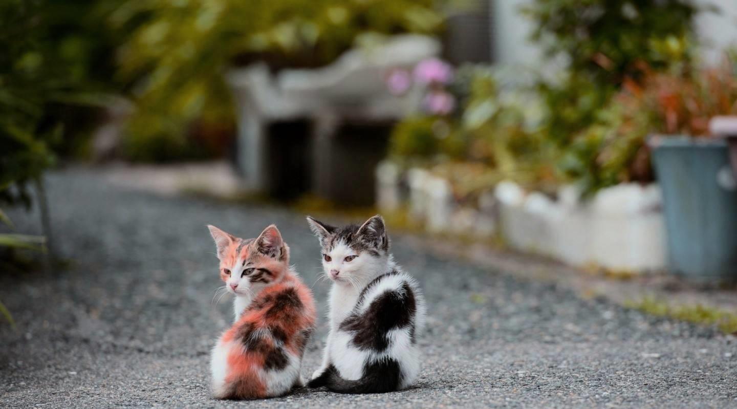 山寨机搞笑段子视频,搞笑的山寨段子