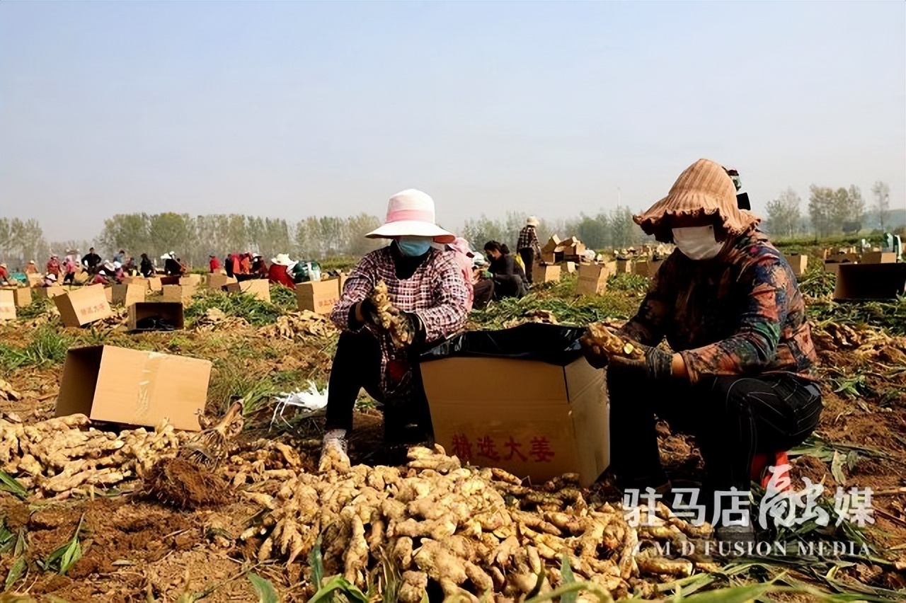 驻马店生姜种植基地,驻马店附近大姜种植基地