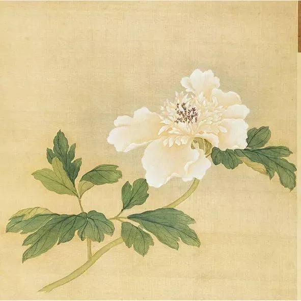 蒋廷锡牡丹画法,蒋廷锡百种牡丹画法