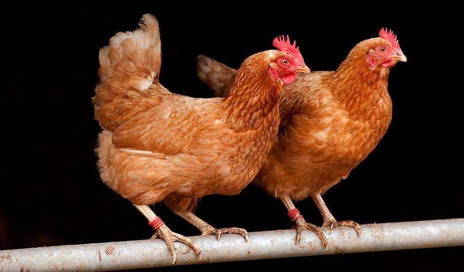 气囊炎症状特效药,气囊炎怎么办