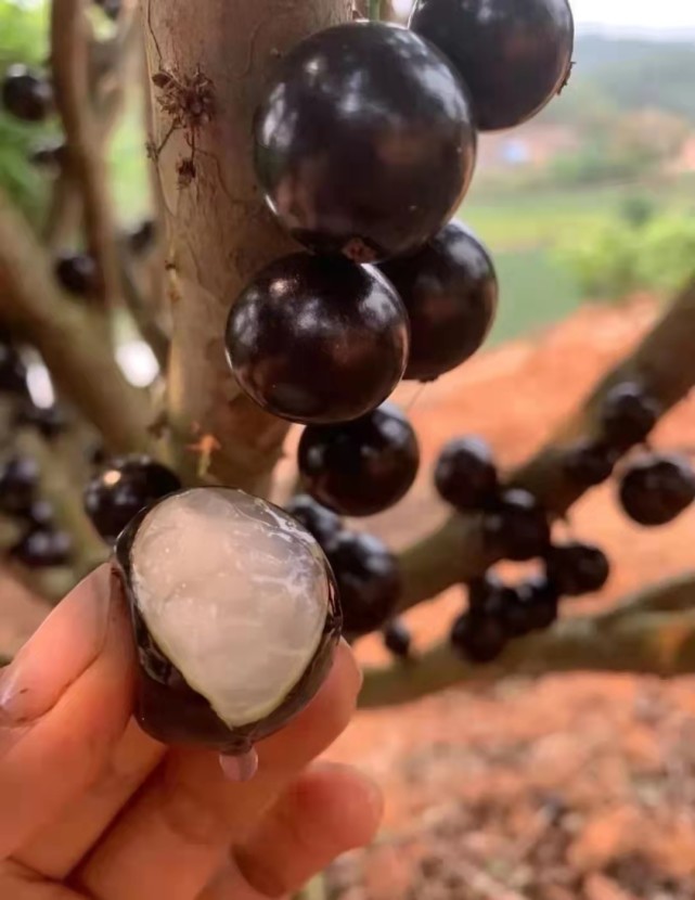 四月生长的水果有哪些,4月开花的水果