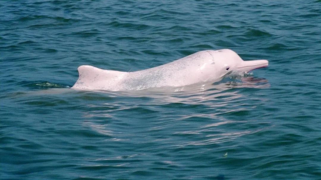 中国人冒死拍的纪录片,一群中国人冒死拍摄