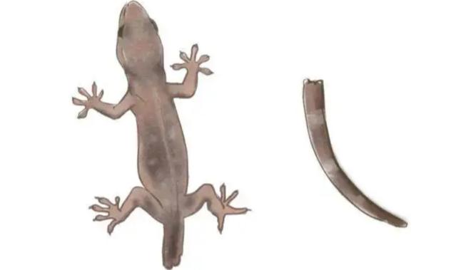 壁虎现实有那么毒么,人畜无害的壁虎为什么会列入五毒