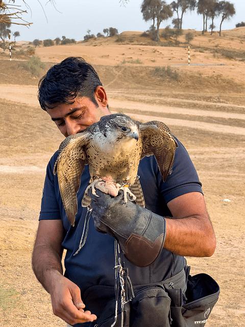 哈伊马角利兹卡尔顿,哈伊马角沙漠丽思卡尔顿酒店