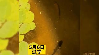 辽宁网友拍到一条怪鱼，学会蟒蛇缠绕，3秒就“绞杀”另外一条鱼