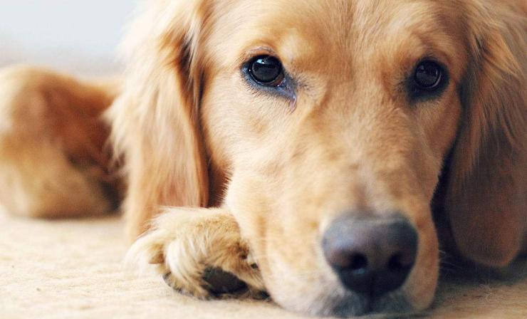 金毛纯的不纯的有什么区别,800块钱的金毛大家帮我看看纯不纯