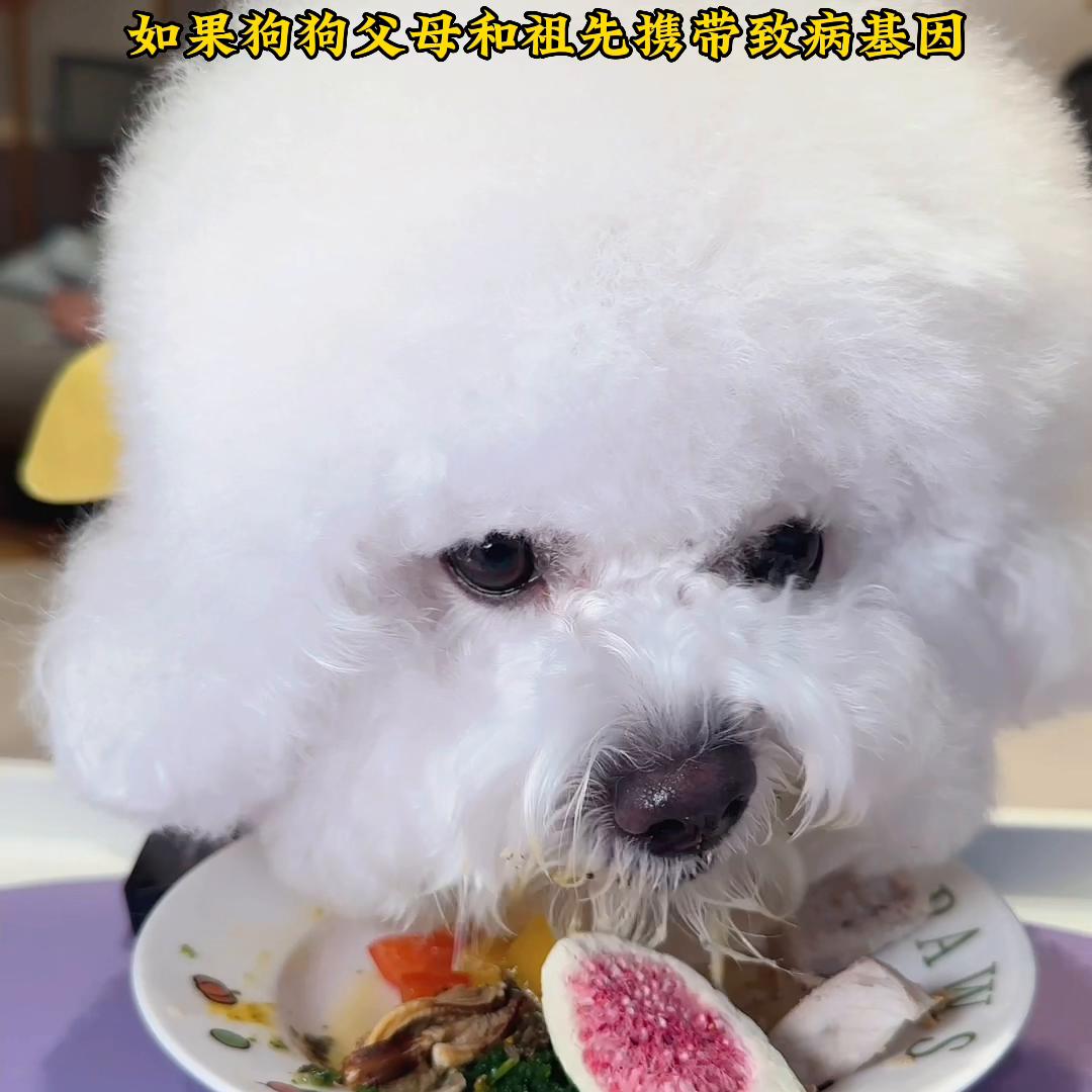 很久没发悠悠干饭啦，这吃完了感觉没吃一样#萌宠