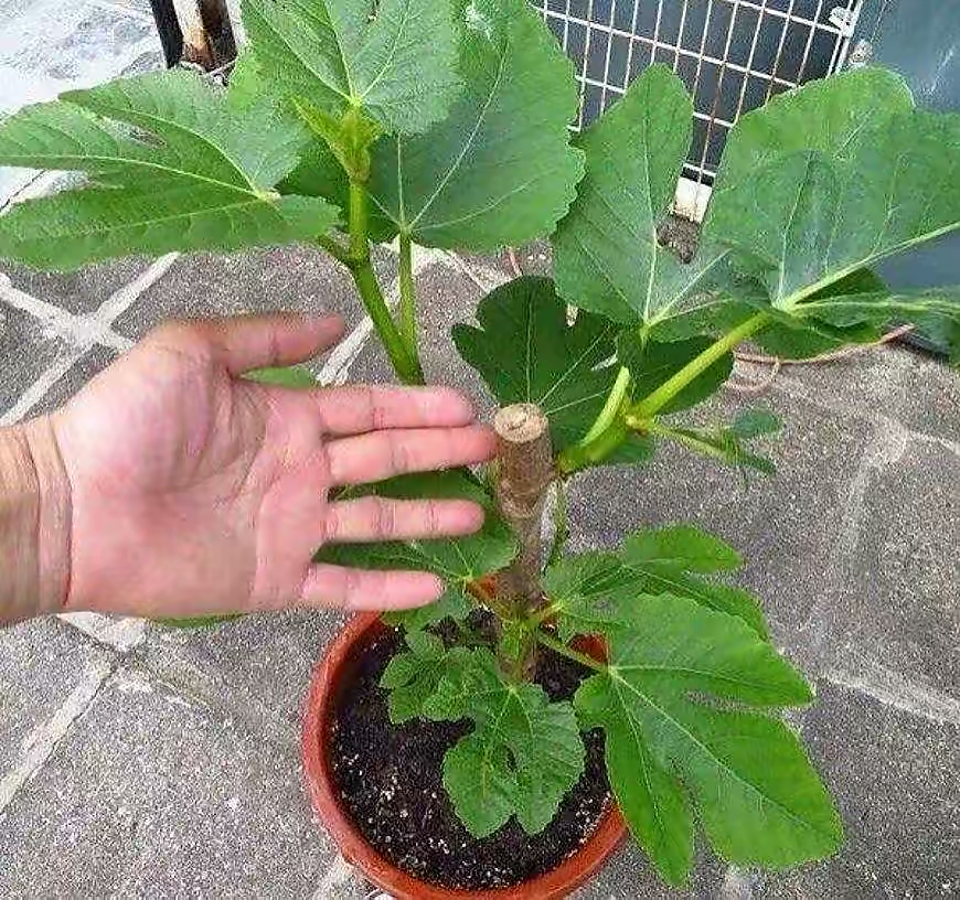 家庭种无花果宜忌,家庭种植无花果用什么盆好