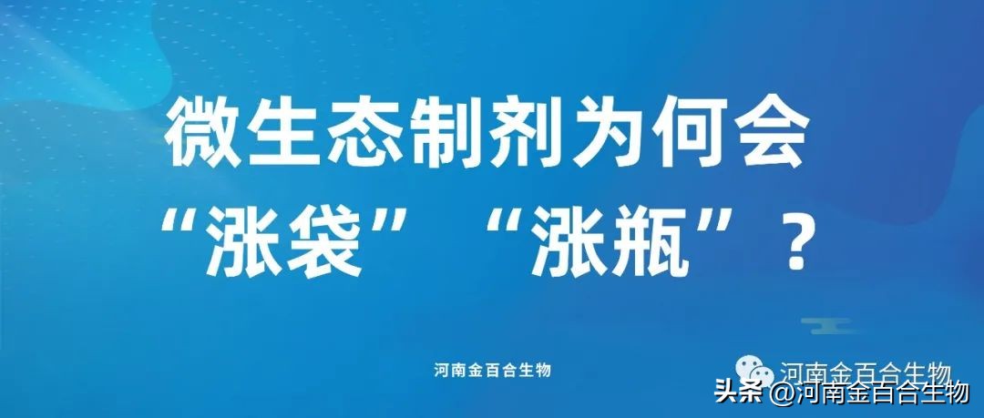 河南金百合丁酸梭菌液体效果如何,河南金百合药业丁酸梭菌