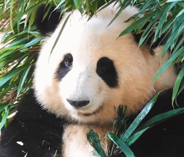 丫丫目前回国的样子,丫丫回国是好事还是坏事