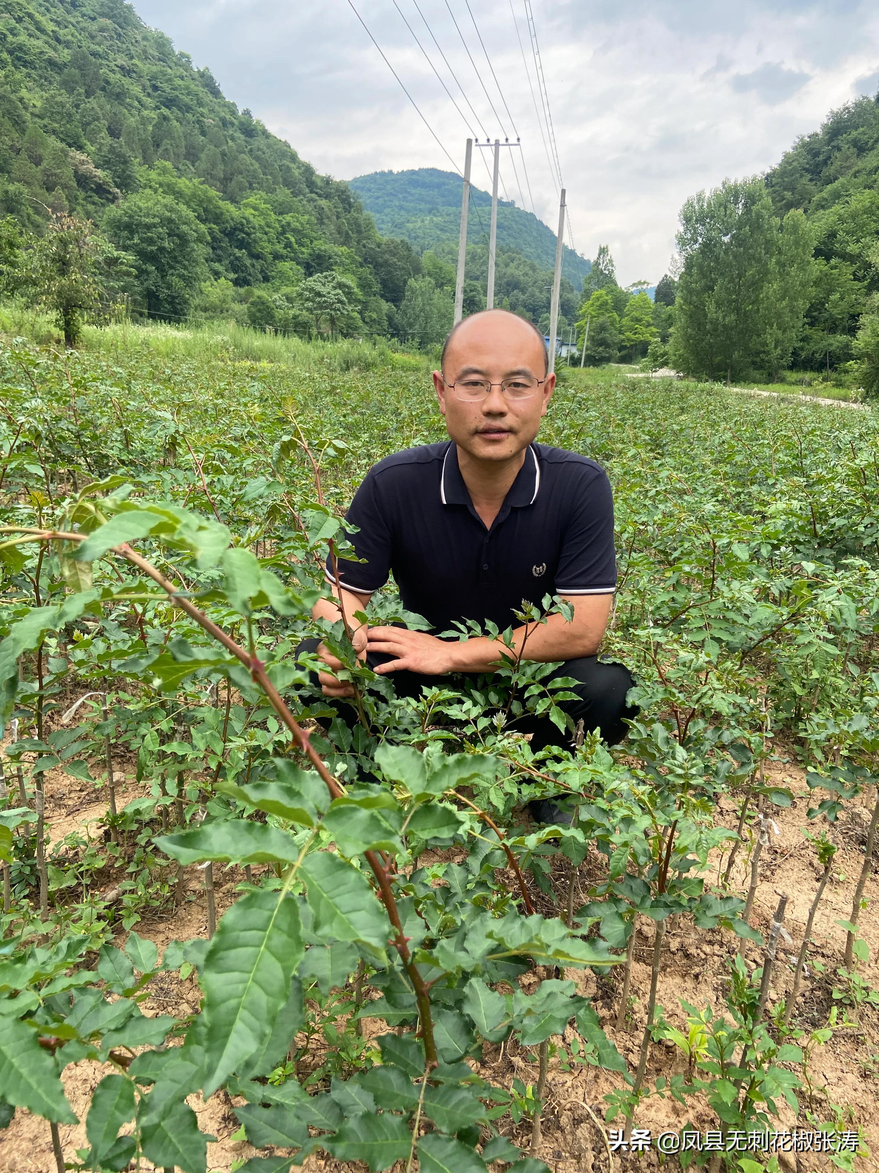 张涛无刺花椒小视频,凤县大红袍无刺花椒张涛