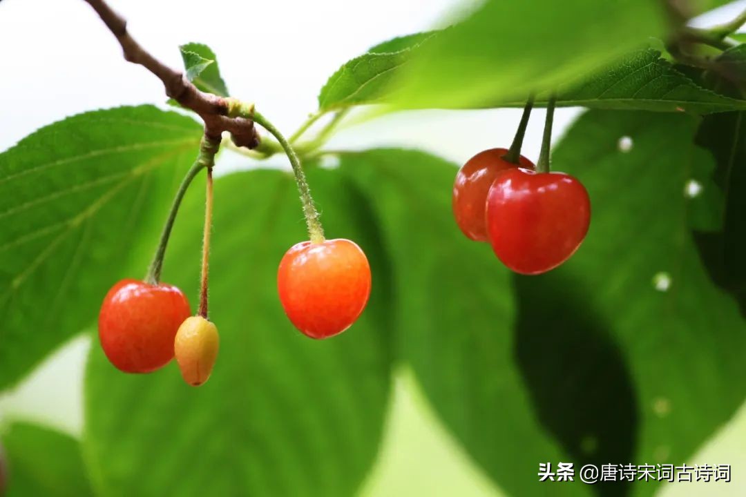 红了樱桃绿了芭蕉国画,流光把人抛红了樱桃绿了芭蕉意思