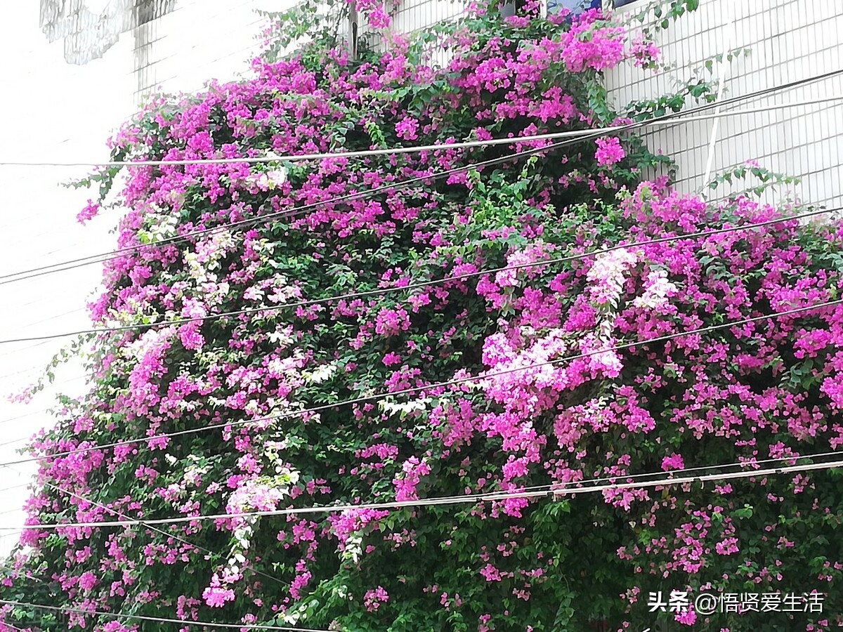 非常适合小院种植的花,适合露台种的花一年四季开花