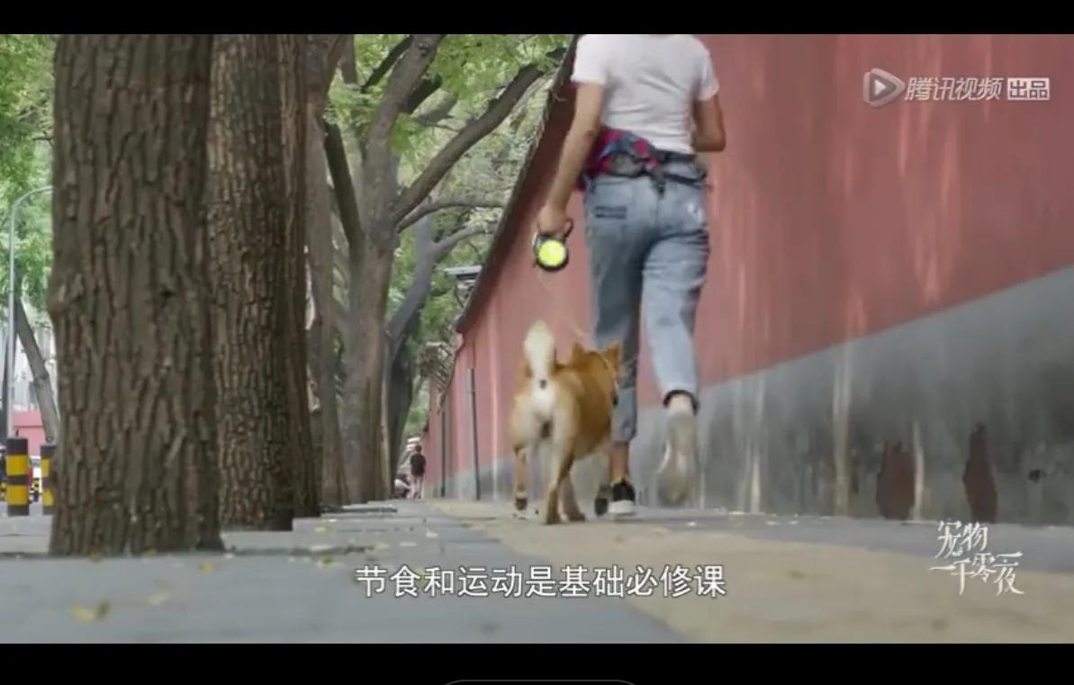 海淀妈妈“鸡娃”还“鸡狗”——妈妈中的“卷”王