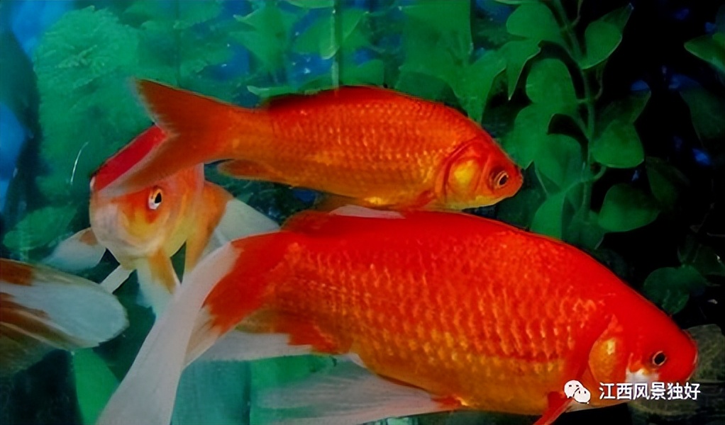 七论赣菜发展,朱虹论赣菜