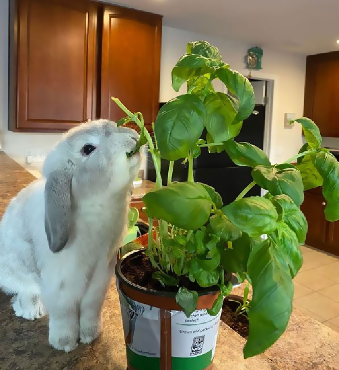 兔兔超可爱的真人照片,兔兔超可爱露脸照片