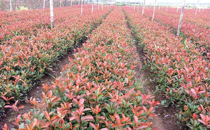 森禾红叶石楠,森禾2.0