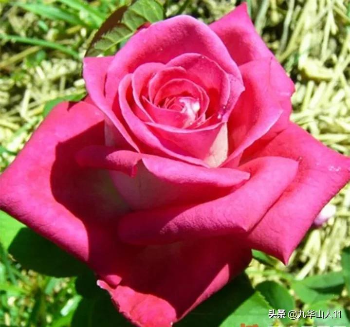 粉色爬藤月季大花浓香品种,大花多层月季花品种大全一览表