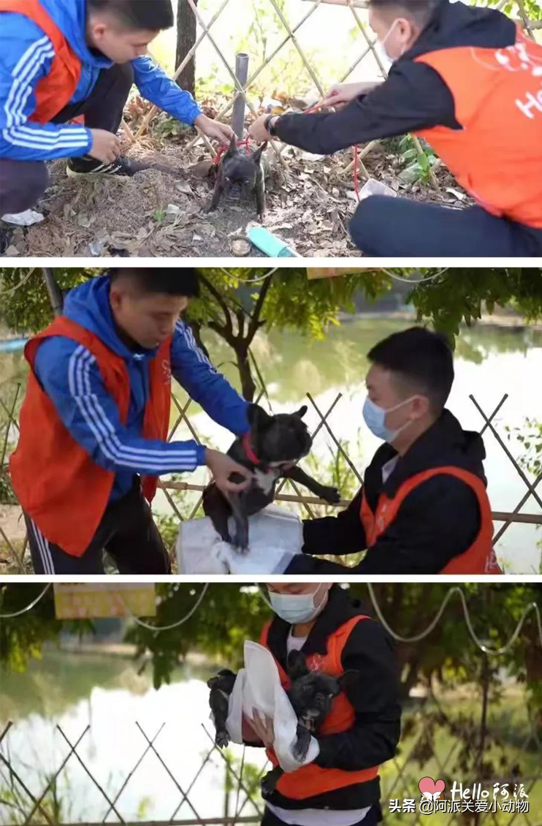 玄武门：黑色肌肤下，它背着一窝苍蝇卵垂死流浪