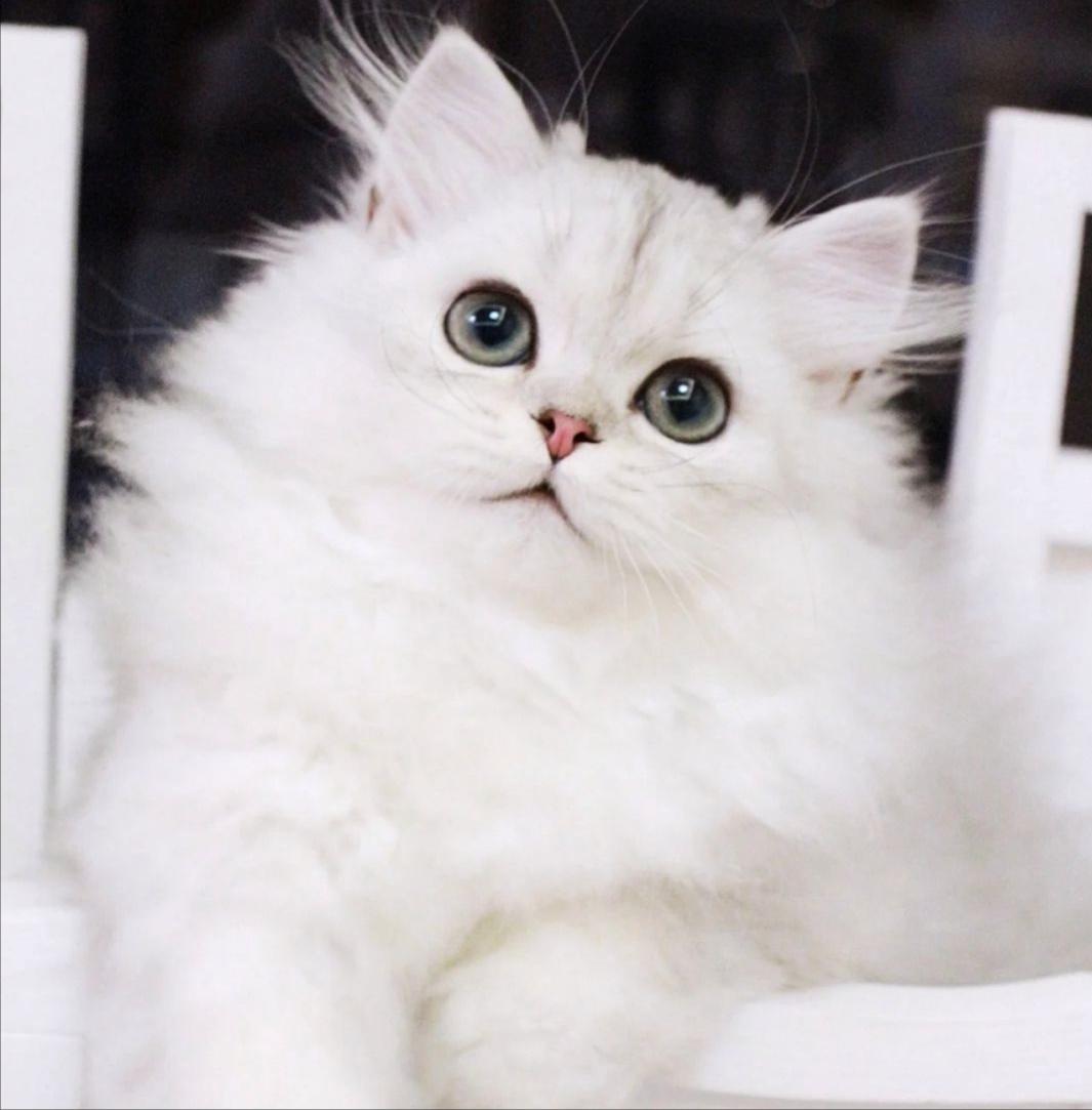 哪些猫掉毛不那么严重,哪种猫掉毛特别严重